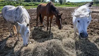 French police struggle to solve mystery of violent horse attacks