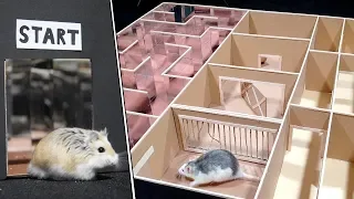Funny Pet Hamster and Rat in 3-Level Maze