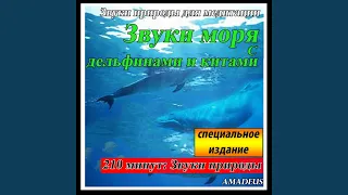 Лес в полночь с ручей и отдаленного грома: звуки природы (Bonus Track)