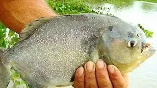 Un grupo de pirañas ataca a los bañistas de una playa Argentina