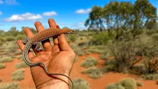 Search for one of Australia’s most elusive Venomous Snakes