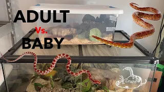 Adult Vs. Baby Corn Snake Care