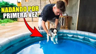 NUESTRO CACHORRO NADA POR PRIMERA VEZ EN UNA PISCINA