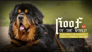 Roof of the world Ep2: Guardian of nomadic tribes - Tibetan Mastiff