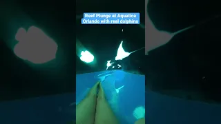 Waterslide With Real Dolphins At Aquatica Orlando! #Shorts