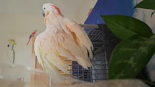 Cockatoo Shower Day 🚿