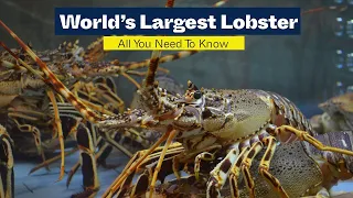 The World’s Largest Lobster 2023