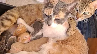 قطط حديثة الولادة