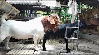 Big boer goat crosses with black small goat in farm | Boer goats farm in village