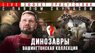 Павел Скучас и динозавры Вашингтонского музея #Эффект_присутствия @PaleoLab