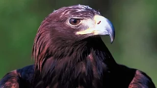 Grandes documentales - El Rey de las montañas: El águila real