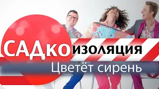 ЦВЕТЁТ СИРЕНЬ - Однозначно и проверено - ХИТ!  (САДкоизоляция) #цвететсирень