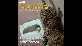 Dog, Leopard Stuck Inside A Toilet Here's What Happened Next