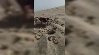 plage 25 km dakhla  crabe 🦀  #sahara #dakhla #trip #maroc