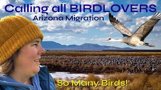 [ARIZONA] Whitewater Draw Wildlife Area ~ Thousands of migrating Sandhill Cranes.