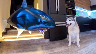 ХАСКИ БОИТСЯ АКУЛУ на Радиоуправлении / Pranked Husky