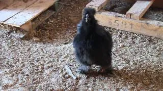 young silkie rooster crowing