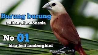 5 jenis burung sultan yang memiliki harga pantastis di indonesia part 02