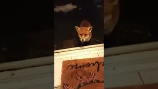 Fox On My Doorstep