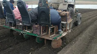 Посадка ранньої картоплі саморобною сажалкою.