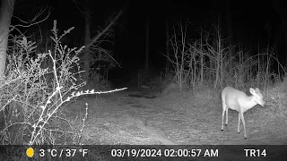 Deer - Tuesday, March 19, 2024 at 2:00 AM