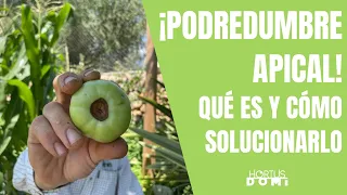 PODREDUMBRE APICAL - CULO NEGRO EN TOMATES. Un problema común en los cultivos de verano.