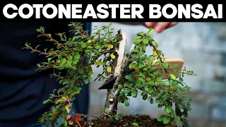 Dealing with Problem Bonsai Trees - Cotoneaster🌳