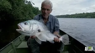 How to Turn a Nut into a Fish | River Monsters