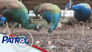 KBYN: Makukulay na peafowl, maaaring maibenta hanggang P140,000 bawat isa | TV Patrol