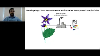 'Yeastern' Medicine: brew nightshade drugs w/ genetically modified yeast and whole-cell engineering