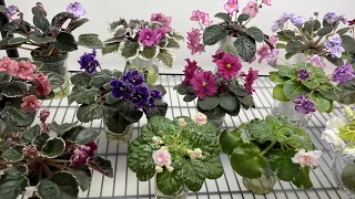 Happy New Year - African Violets Blooming in January 2023 - Part 1 - Standards