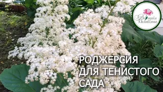 РОДЖЕРСИЯ В САДУ