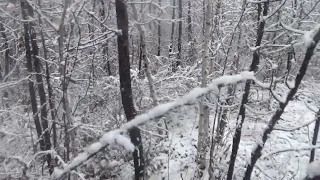 Неожиданная встреча с медведем.