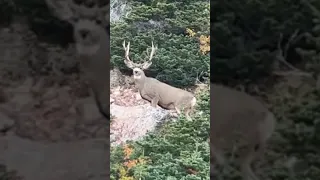 Would you shoot this mule deer? | KILLSHOT
