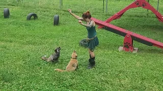 Agility trained foxes!