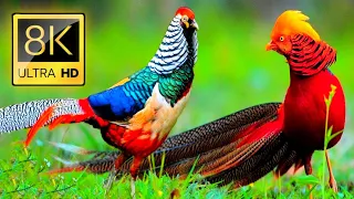 World Famous Birds in 8K Ultra Hd Real Birds Sounds