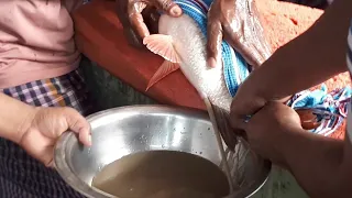 Fish Eggs Collecting By Pushing Belly | Caviar