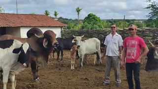 a criação de animais da fazenda saco de Armando de Antônio malfadada Mirandiba sertão pernambucano.