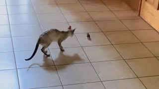 A Classic Game of Cat & Mouse