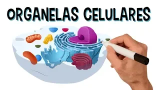 ✅ PRINCIPAIS ORGANELAS CELULARES E SUAS FUNÇÕES | Vídeo animado