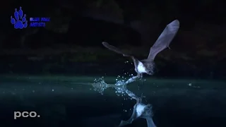 Hunting bats in slow motion