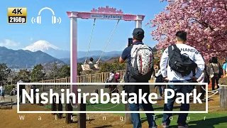 [4K/Binaural] Cherry Blossoms & Mt. Fuji in Nishihirabatake Park - Kanagawa Japan