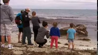 Fishy Find | 9 News Perth