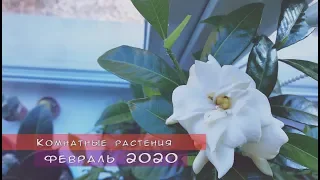 Комнатные растения. Обзор февраль 2020.