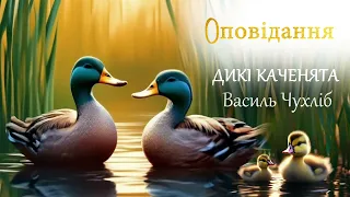 Оповідання "Дикі каченята" Василь Чухліб.   3 клас за Вашуленко О.В.