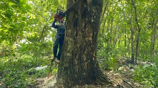 Unbelievable skill… Cut Down Huge Trembesi Tree Behind the River Embankment.