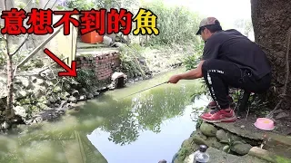 住家後面的排水溝，原來能釣到這種魚...【可以吃嗎？】