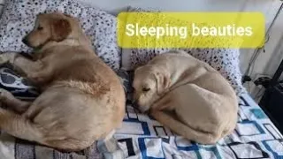 Sleeping beauties! #shorts #short #shortvideo #goldenretriever #labrador #sleep