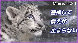 突然頭上に物影が！震えが止まらないユキヒョウの赤ちゃん Snow Leopard cub