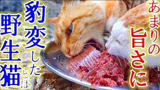 ひっそりと暮らす野良猫に餌をあげるとあまりの旨さに豹変、その光景とは・・